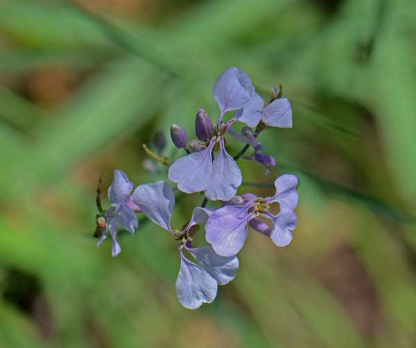 Hesperidanthus linearifolius, Slimleaf Plainsmustard, Southwest Desert Flora